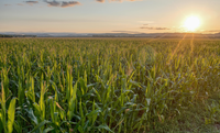 PIB da agropecuária cresce 11,7% e impulsiona resultado da economia em 2025