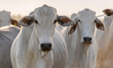 CAPA SITE 1150 X 700 (1).png