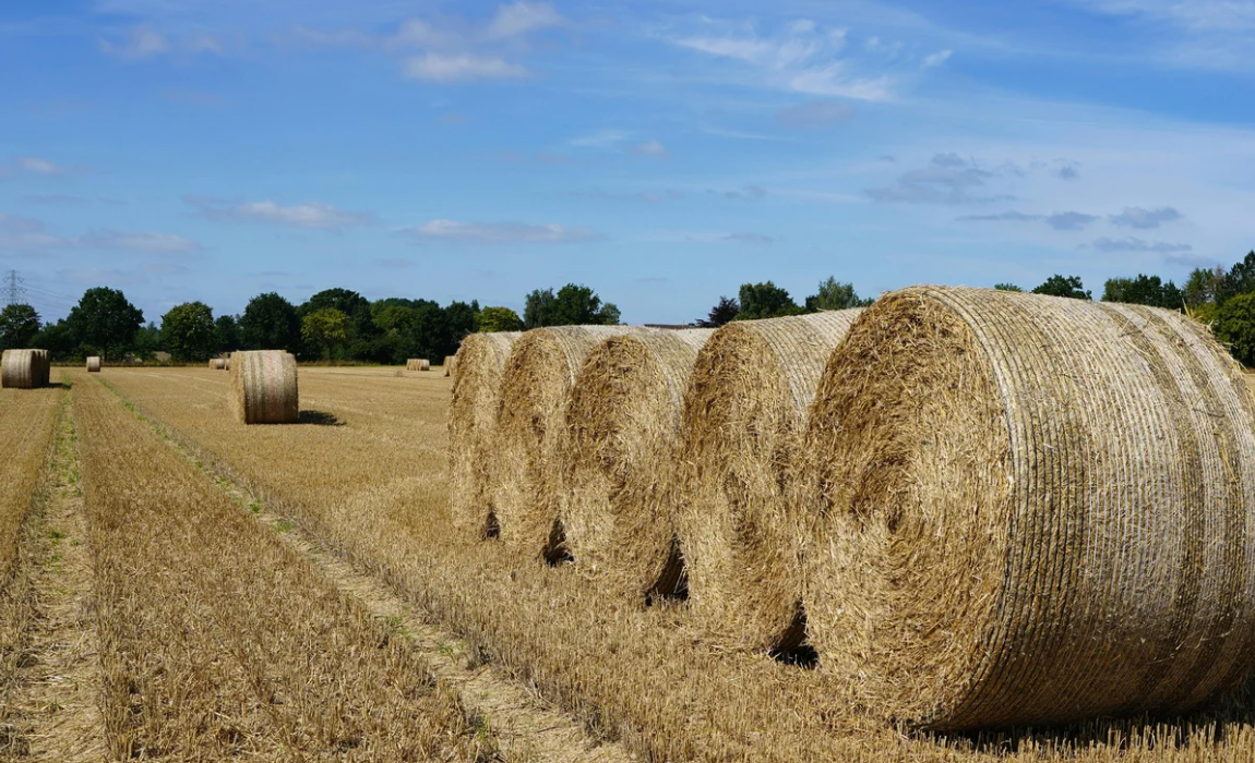 Com estes anúncios, o agronegócio brasileiro alcança 525 aberturas de mercado desde o início de 2023