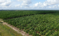 Açaí ganha o primeiro Zoneamento Agrícola de Risco Climático