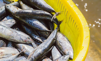 África do Sul abre mercado para pescados