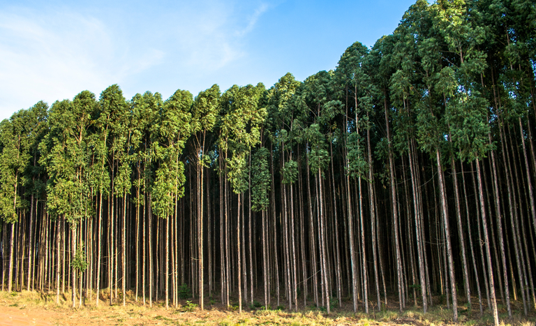 CAPA SITE 1150 X 700.png