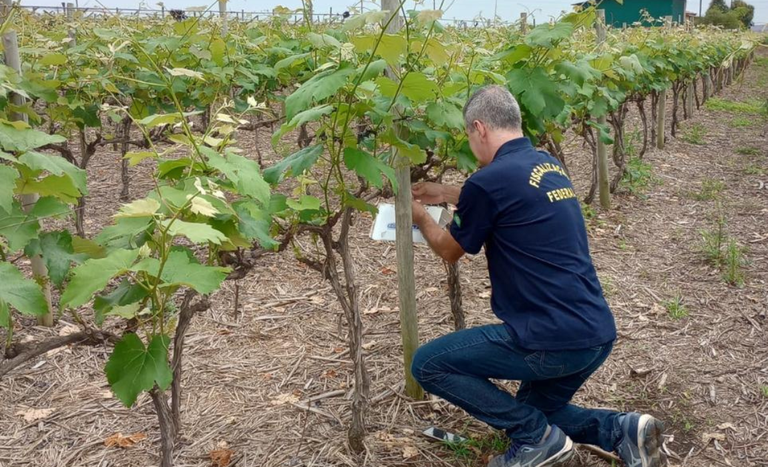 armadilhas-MAPA (2).png