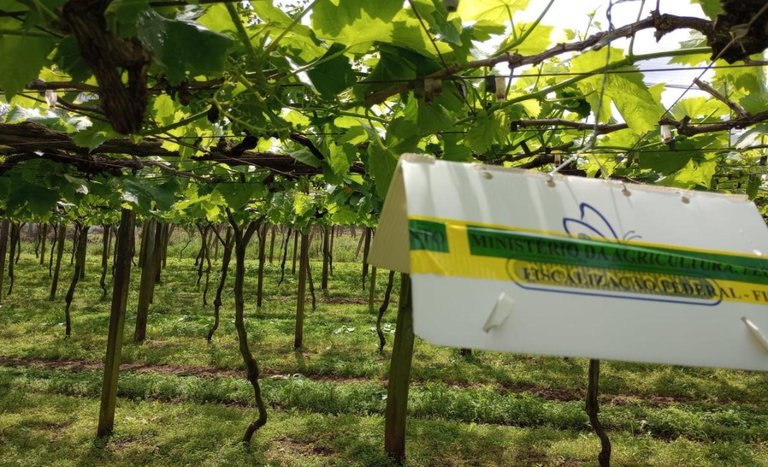 armadilhas-MAPA (3).png