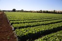 Cultivo de alface orgânica na Fazenda Malunga