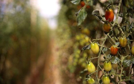 Cultivo de tomates orgânicos na Fazenda Malunga