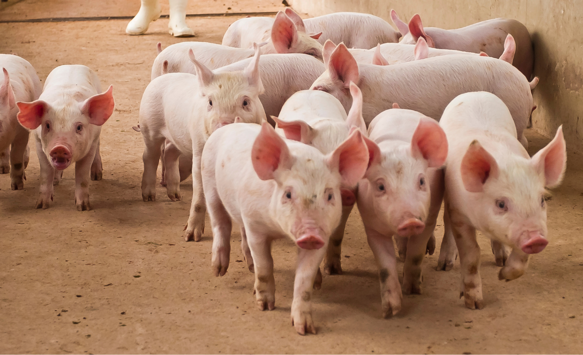 O Brasil é livre de Peste Suína Africana desde 1988 e mantém reconhecimento internacional, como livre da doença, emitido ela Organização Mundial de Saúde Animal (OMSA)