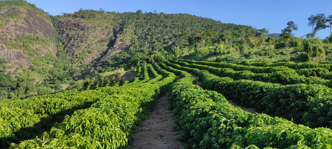 Novas cultivares de café arábica são indicadas para plantio no estado do  Espírito Santo - Portal Embrapa