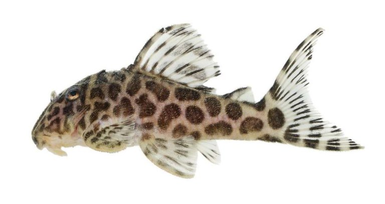 peixe ornamental.JPG
