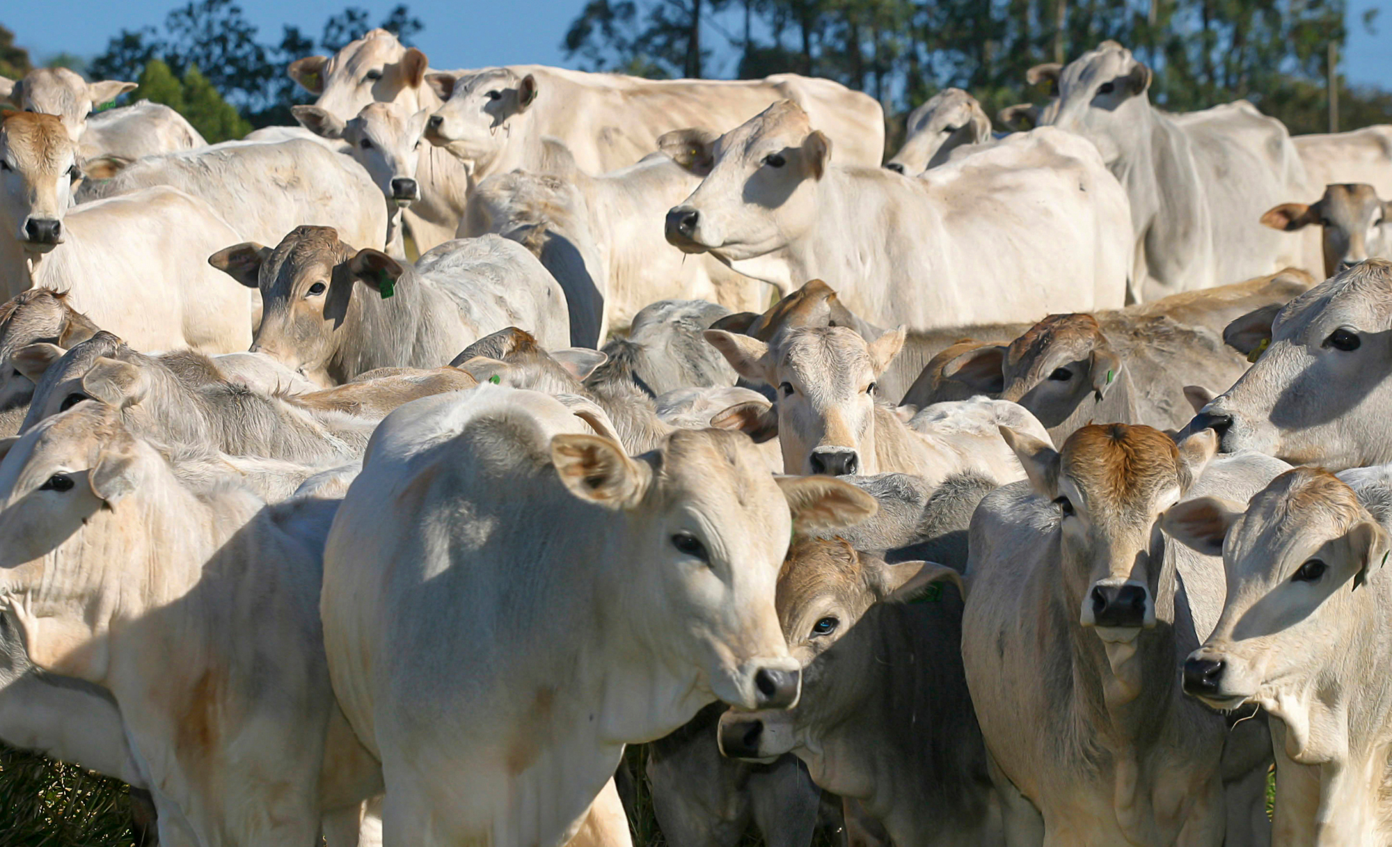 Primeira etapa da fiscalização do seguro rural segue até outubro