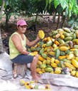Mulher trabalha quebrando cacau na produção de chocolate em Rondônia