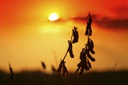 AGR_27032004_0225.jpg.jpeg