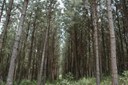 Plantio de Pinus