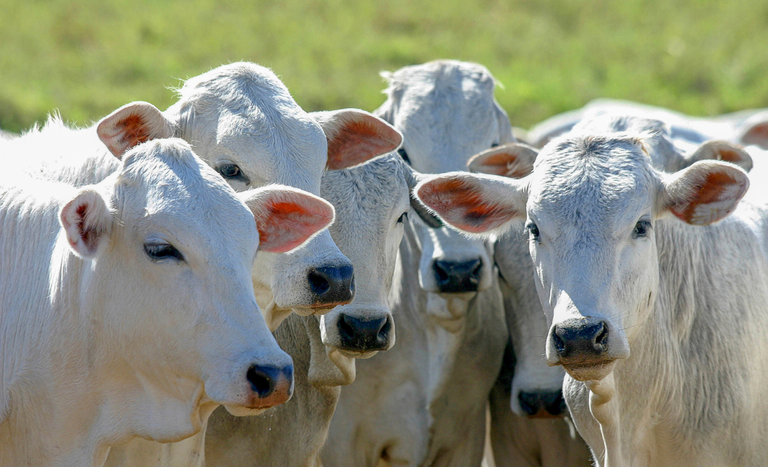 CAPA (1150 x 700 px).png