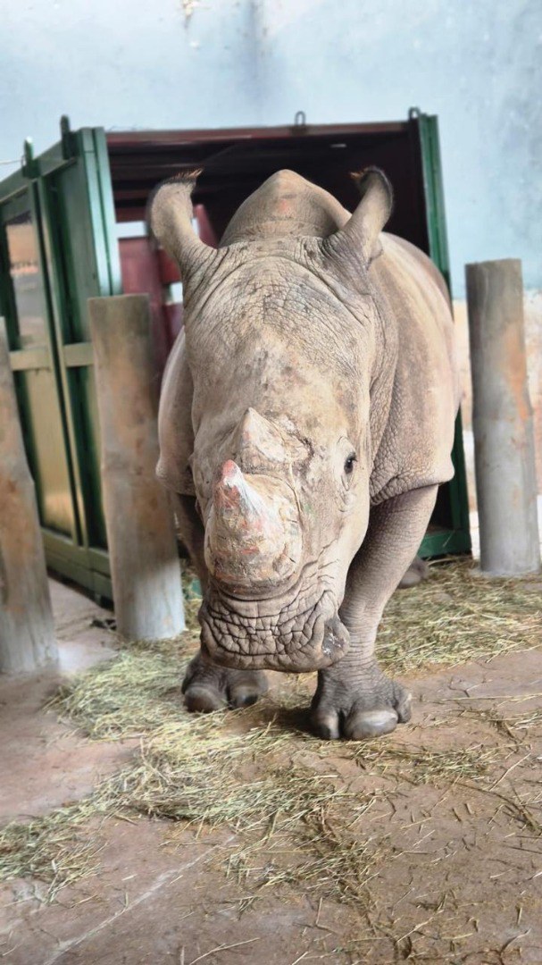 Ações de fiscalização e verificação sanitária asseguraram o desembarque e o transporte adequado de Atanásio, enviado ao Zooparque de Itatiba (SP)