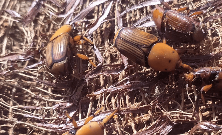 CAPA (1150 x 700 px) (3).png