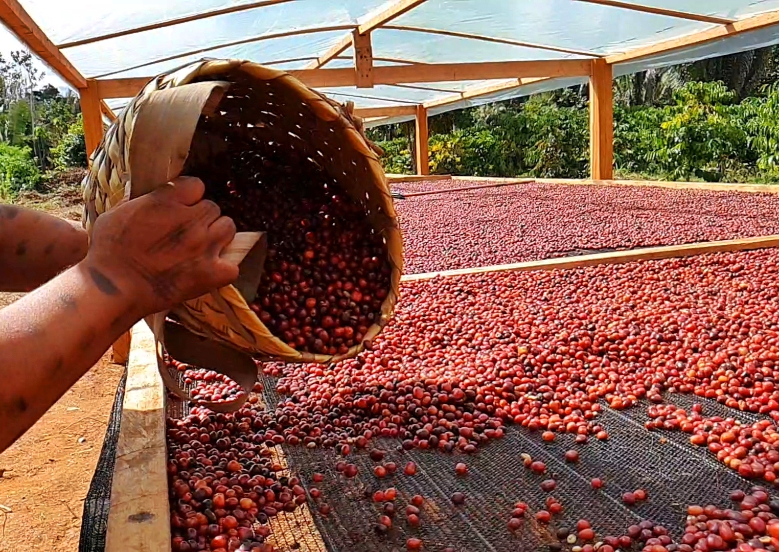 Café Robusta