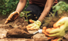 Iniciativas integram a agenda internacional da conferência, fortalecendo a transição para uma agropecuária sustentável e de baixa emissão de carbono