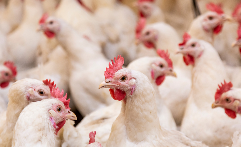 CAPA (1150 x 700 px).png