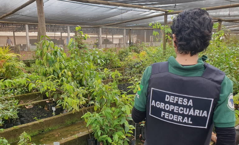 Fiscalização-mudas-SP (1).png