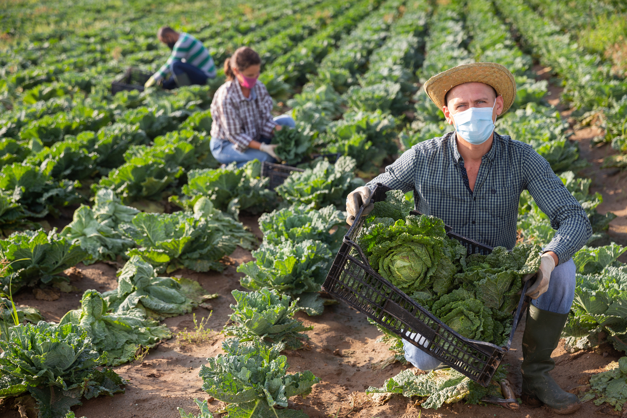 Cresce número de agricultores com acesso ao seguro rural