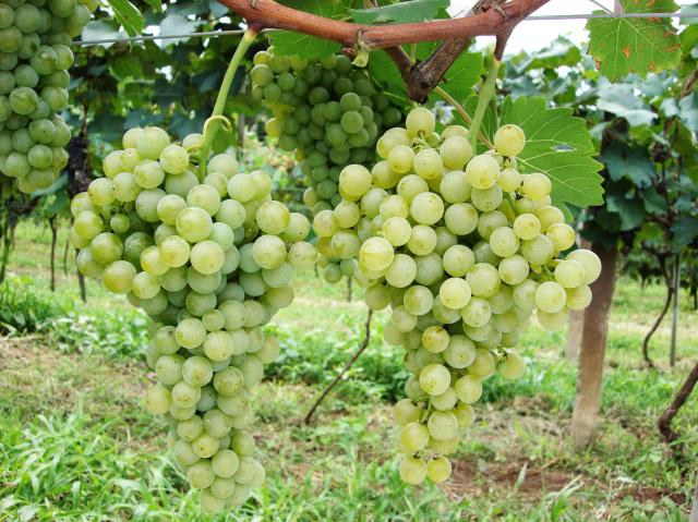 Produção de uvas