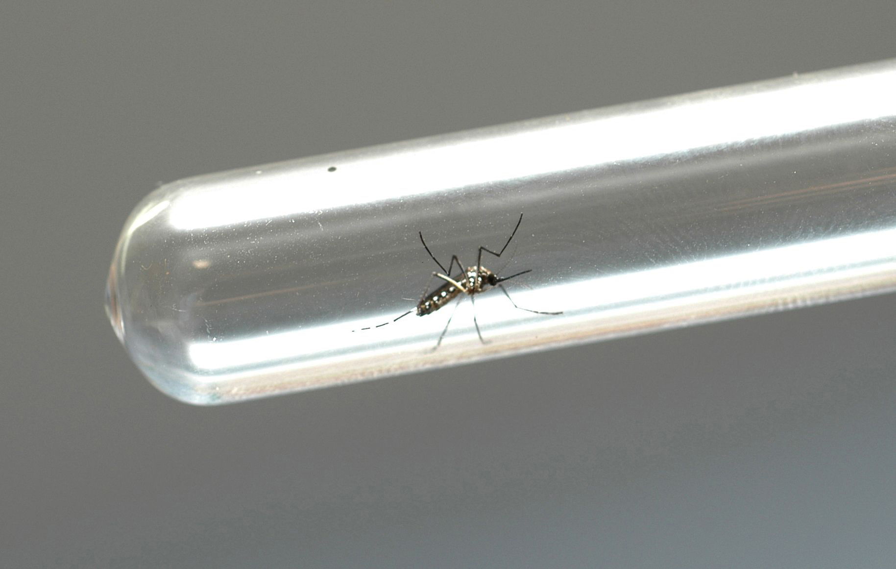 Nova geração de bioinseticida contra Aedes aegypti está em fase final de produção — Ministério da Agricultura e Pecuária