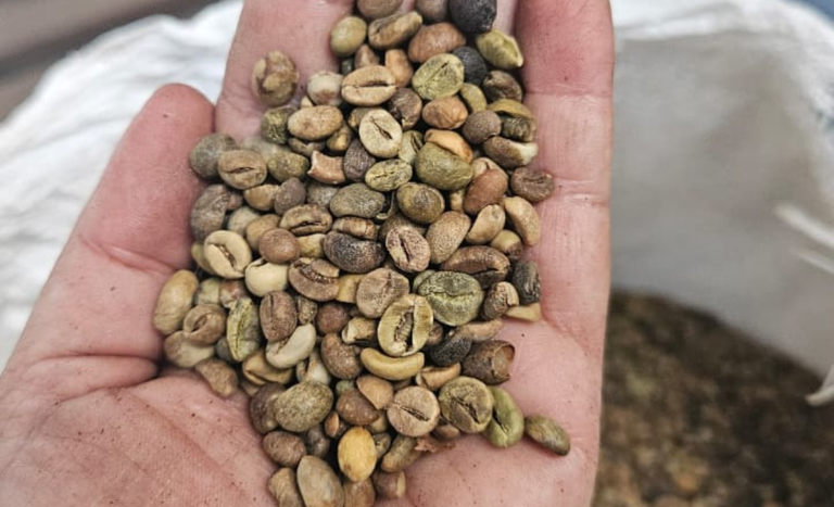 Café-RJ-Fiscalizacao (3).png