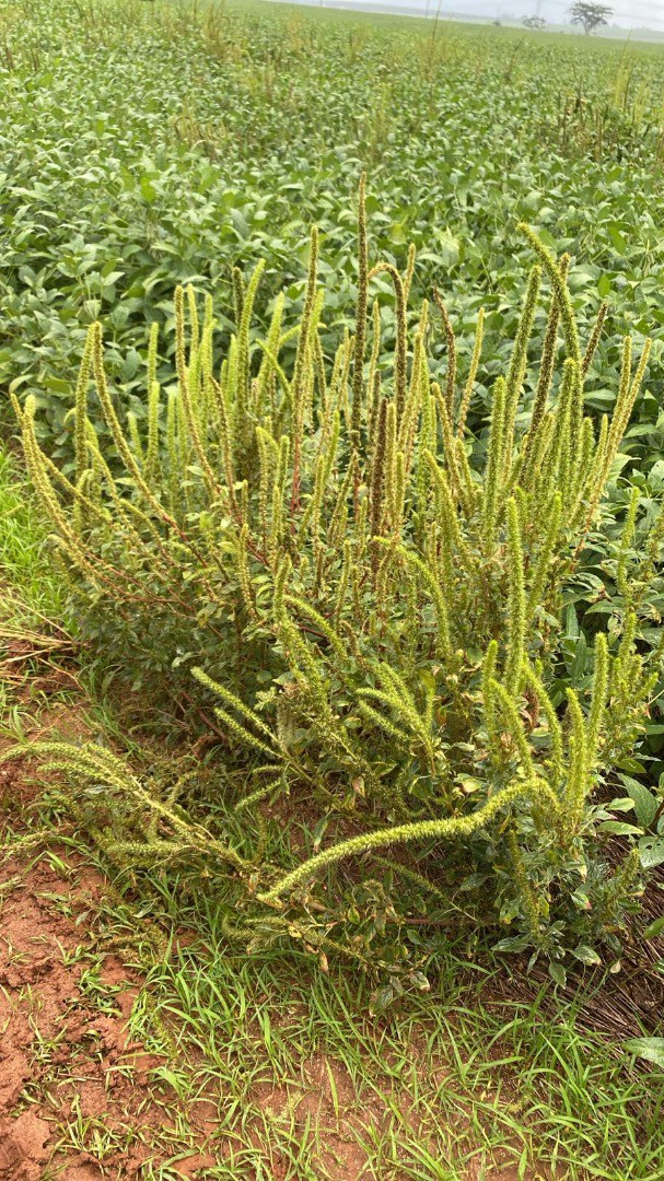 A propriedade foco foi interditada, não sendo permitida a saída de material vegetal da espécie, restos culturais, resíduos de limpeza de vegetais e de produtos vegetais, bem como de solo