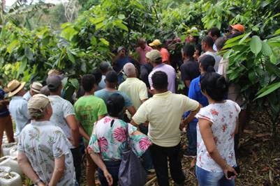 Seminário sobre alta produtividade de cacau para produtores da Bahia