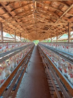 Queijos e ovos de Araçatuba já podem ser vendidos para o Brasil inteiro