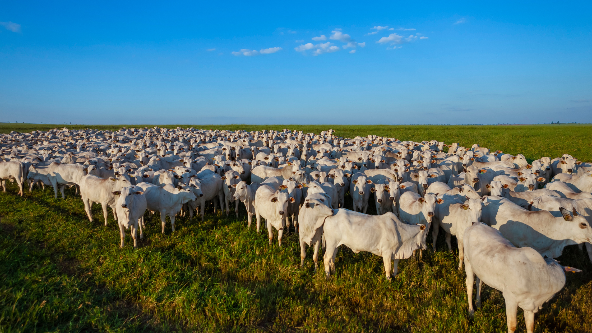 MT possui o maior rebanho bovino do país pelo sexto ano