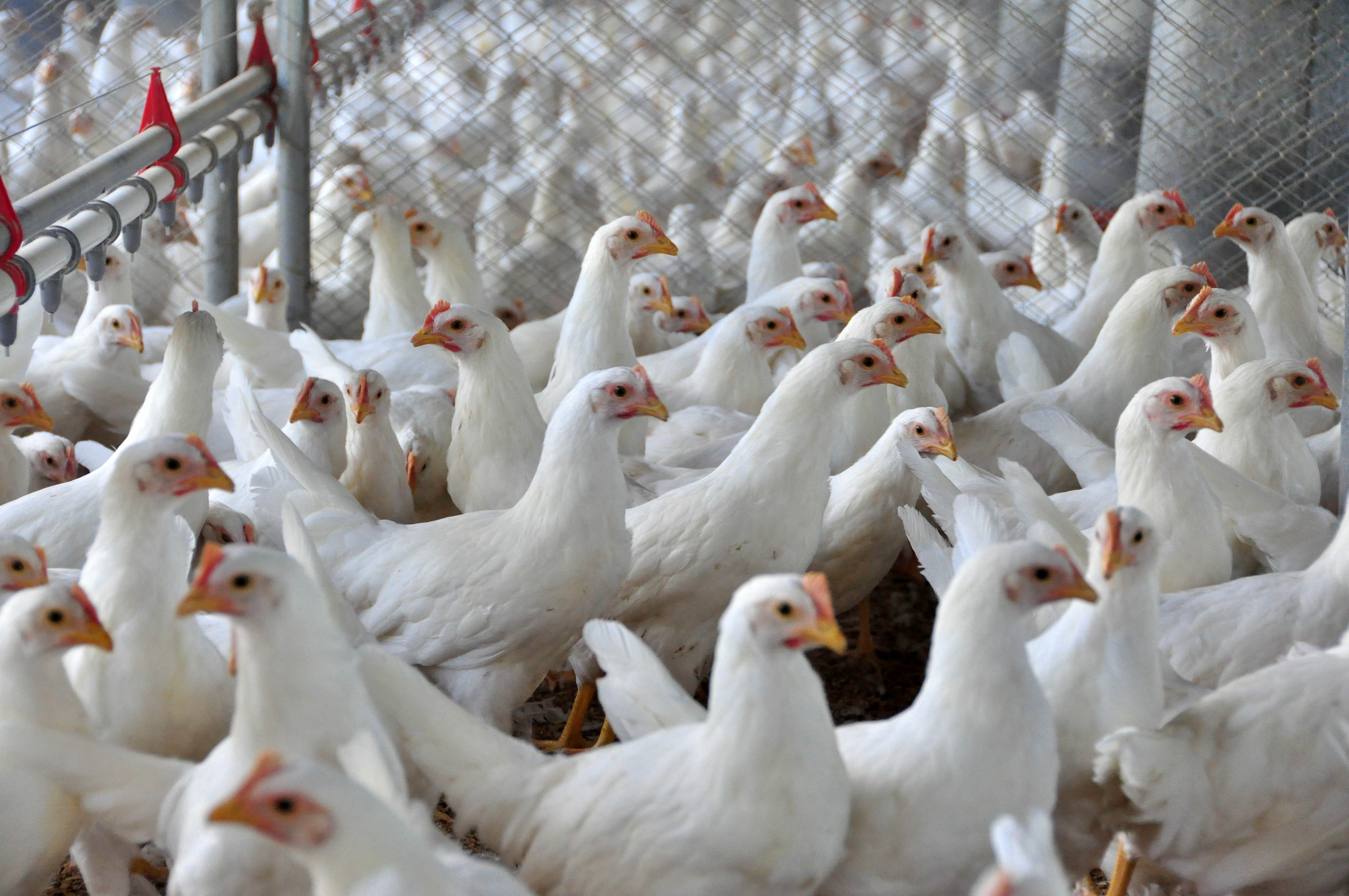 Seguro avícola inédito é assinado no Ministério da Agricultura — Ministério  da Agricultura e Pecuária