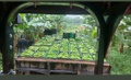 Selo contempla 17 municípios onde grandes e pequenos produtores cultivam a fruta que abastece a mesa dos brasileiros