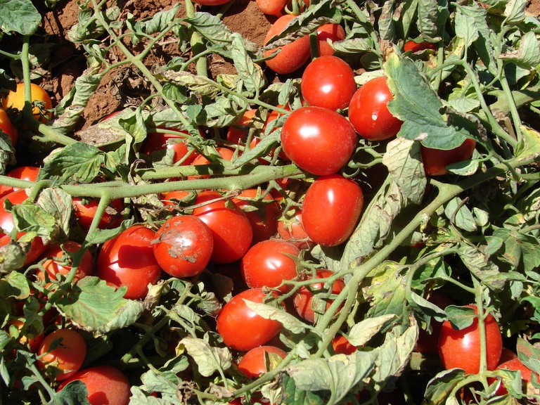 muitos tomates_alice nagata.jpg.jpeg