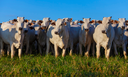 CAPA SITE 1150 X 700 (1).png