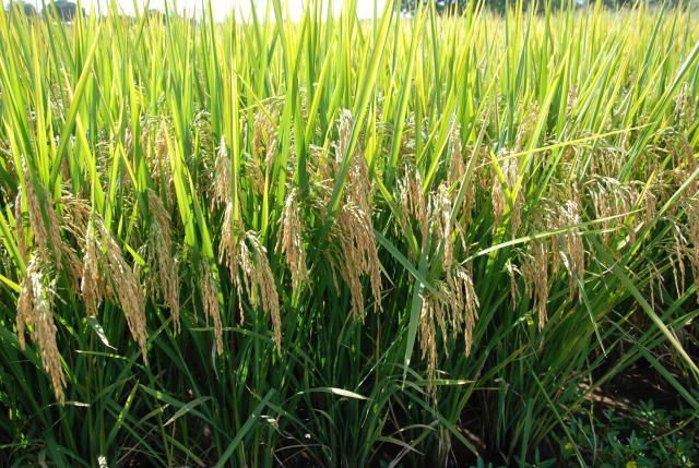 arroz irrigado tropical embrapa.jpg
