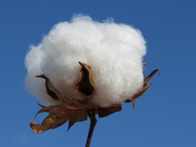 Zoneamento Agrícola do algodão herbáceo é atualizado