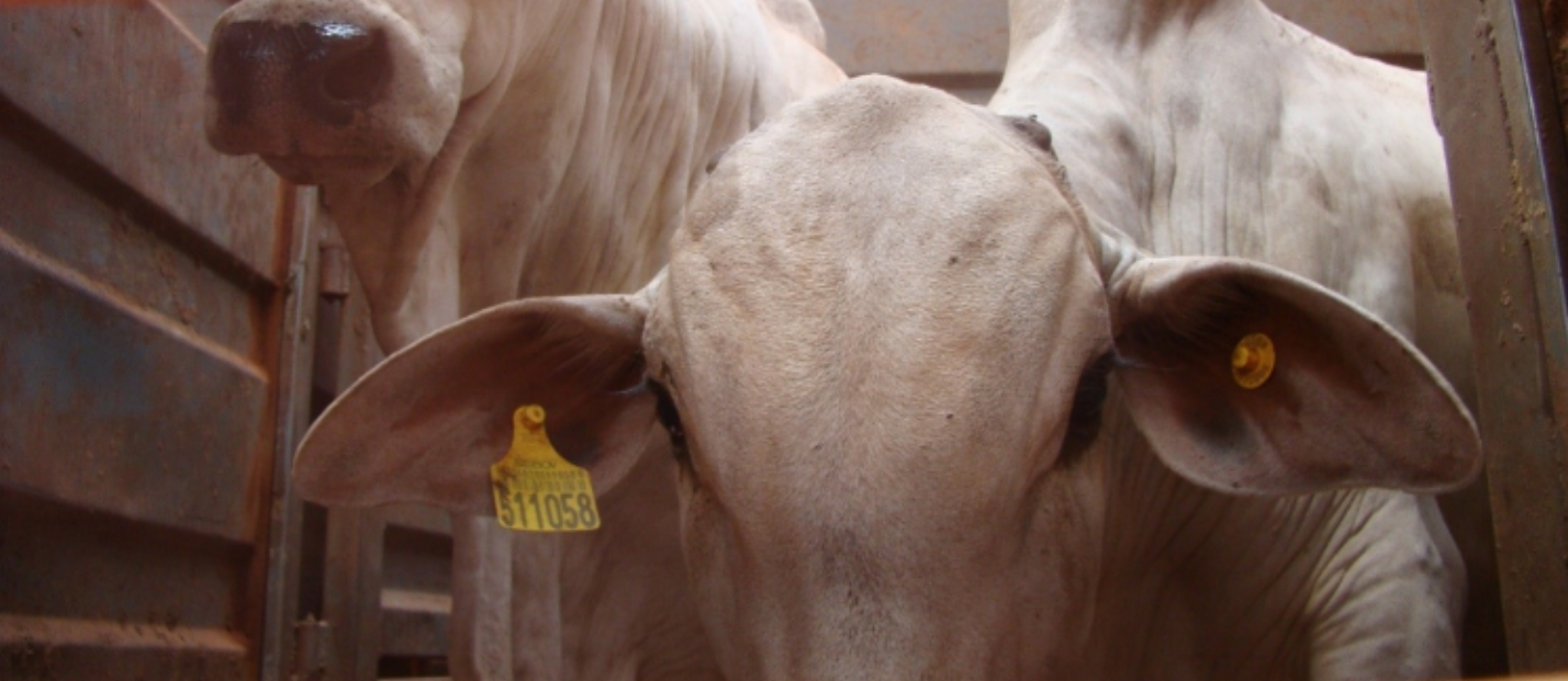 Transporte de animais vivos