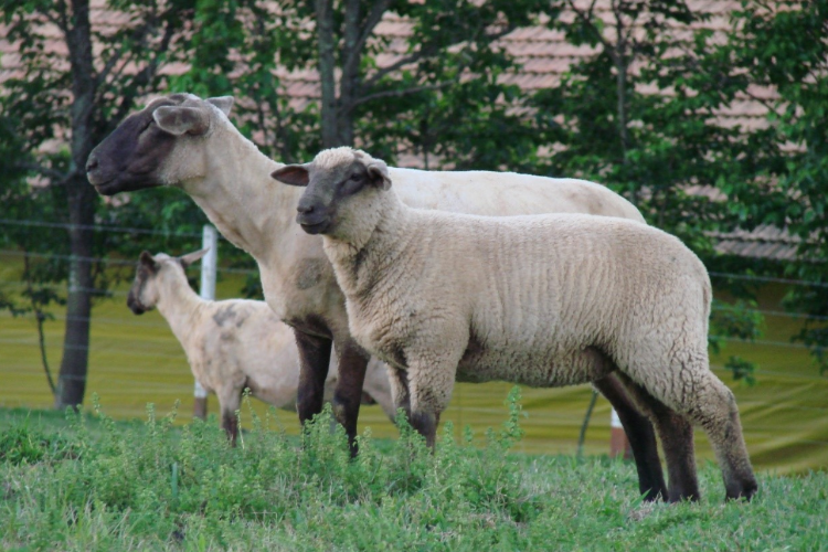 Ovinos e Caprinos.png