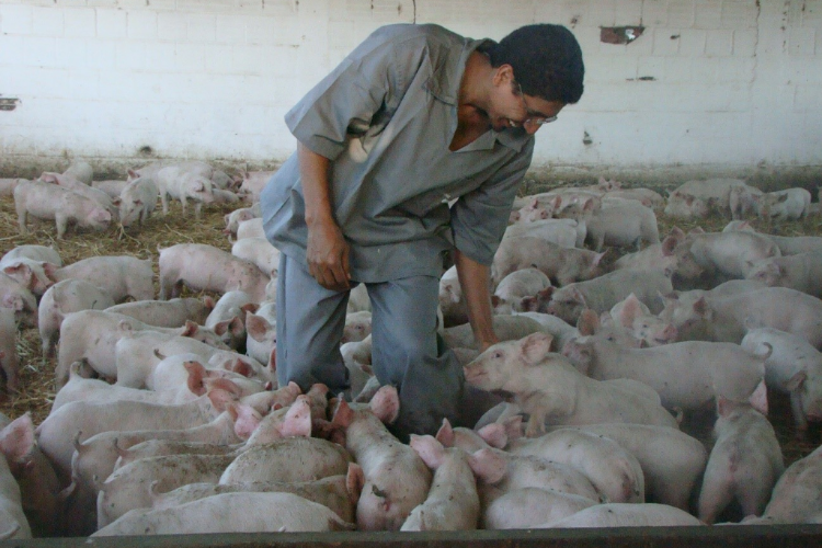 suínos.jpg