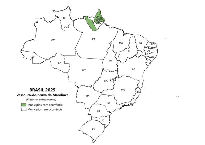 Vassoura-de-Bruxa da Mandioca