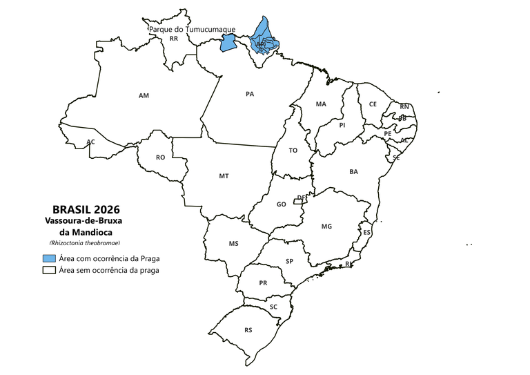 Vassoura-de-Bruxa da Mandioca