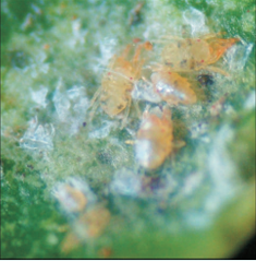 Colônia de ácaro-hindustânico dos citros. Foto: EMBRAPA