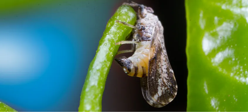 Figura 1. Psilídeo. Foto: FUNDECITRUS