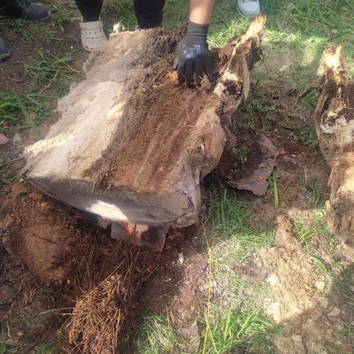 Fotos: Sociedade Brasileira de Palmeiras