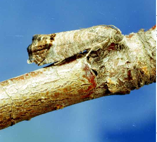Foto: Clemson University - USDA Cooperative Extension Slide Series, Bugwood.org