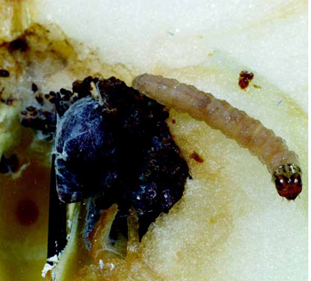 Larva no interior do fruto ¹