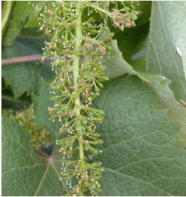 Danos nas Flores