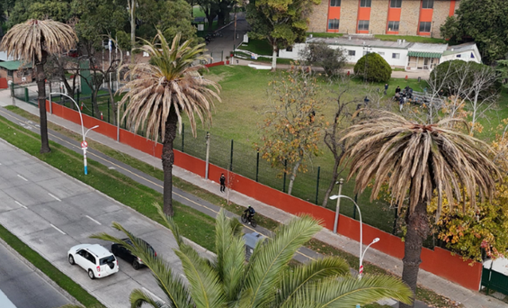 Sintomas de danos em plantas na área urbana do Uruguai